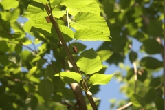 ROB_8305