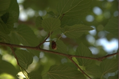 ROB_8307