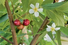 Jamacia_cherry_tree