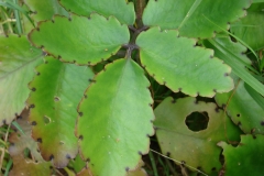 miracle_leaf
