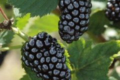 natchez_blackberry