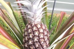 white_jadel_pineapple