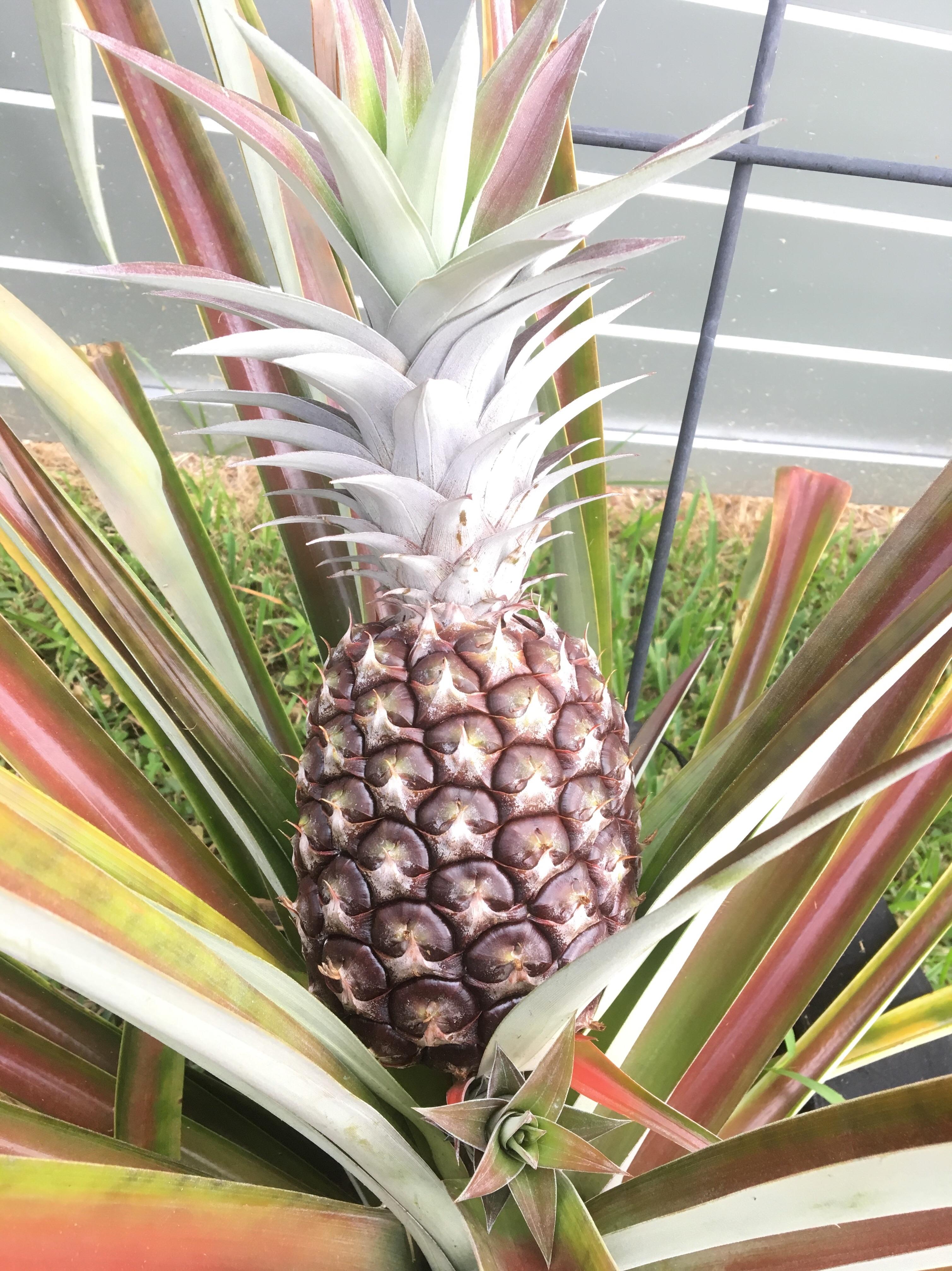 white_jadel_pineapple